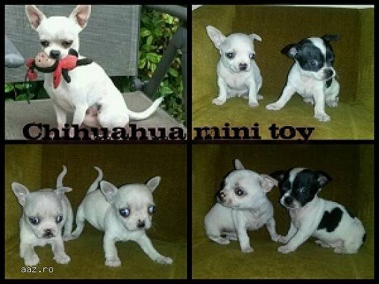 Vand catei chihuahua mini toy