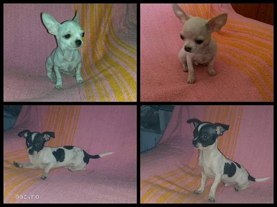 Vand catei chihuahua mini toy