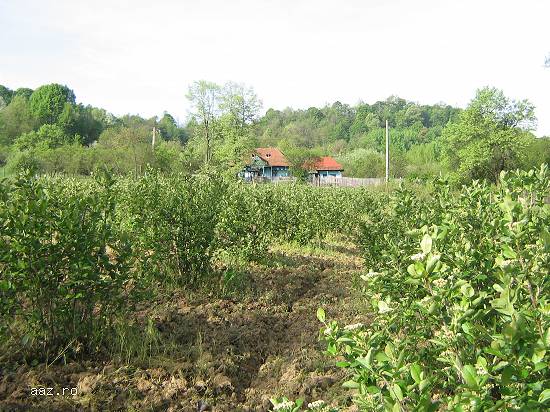 Vand fructe ARONIA BIO proaspete incepand cu data de 12 august 2019