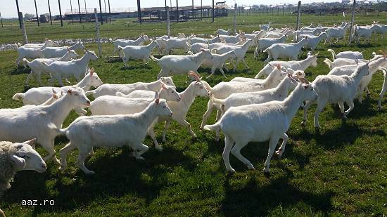 55 capre saanen cu acte de origine,  fatate 250 euro