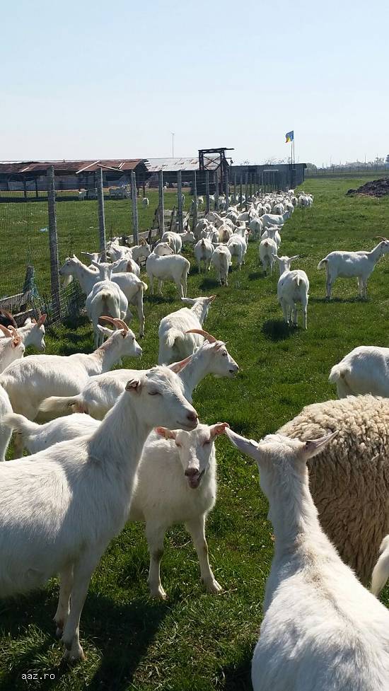 55 capre saanen cu acte de origine,  fatate 250 euro