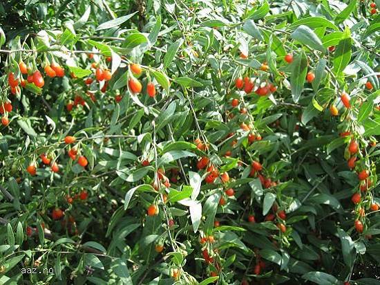 Vand butasi si plante de goji.