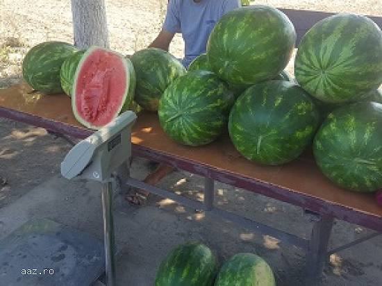 VAND PEPENI VERZI EN-GROS
