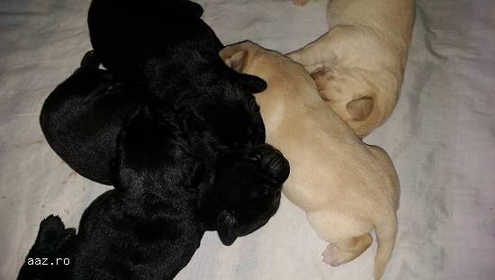 Vand pui labrador negrii si golden !!