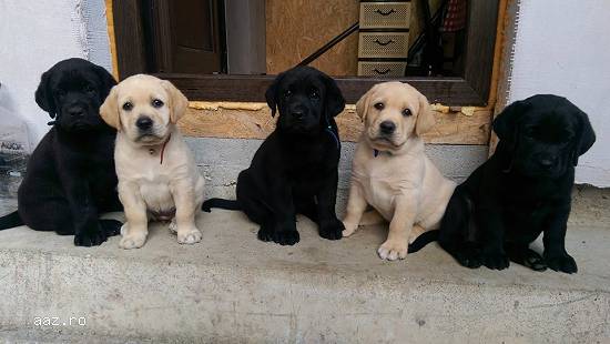 Vand pui labrador negrii si golden !!