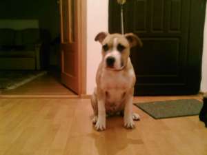 vand pui amstaff,  mascul