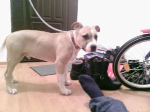 vand pui amstaff,  mascul