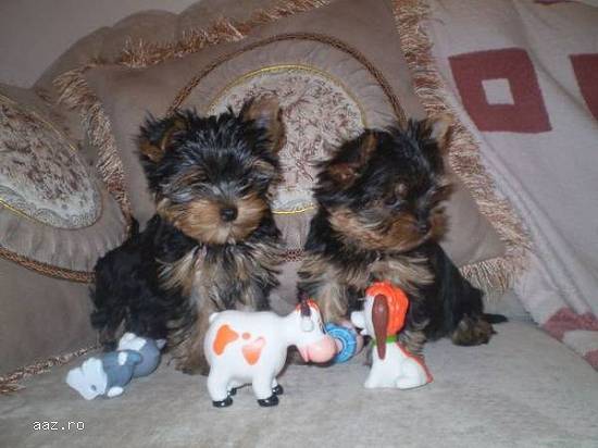 mici pui restante AKC Yorkshire Terrier