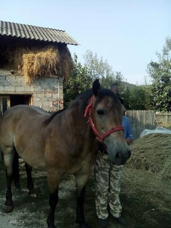 Vand Cal Semi-Greu Rasa Ardeal Culoare Rosiatic Varsta 10 Ani!!! Merita Vazut Pret Negociabil Se Ofe