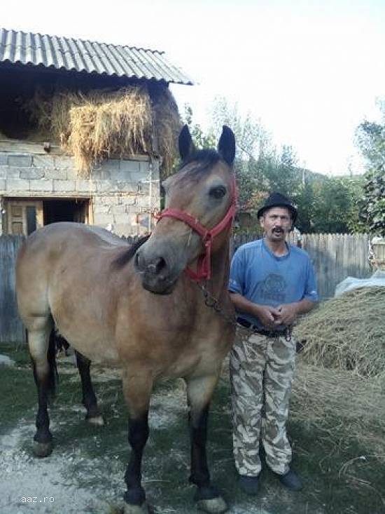Vand Cal Semi-Greu Rasa Ardeal Culoare Rosiatic Varsta 10 Ani!!! Merita Vazut Pret Negociabil Se Ofe