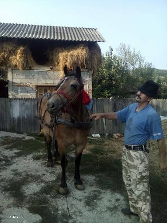 Vand Cal Semi-Greu Rasa Ardeal Culoare Rosiatic Varsta 10 Ani!!! Merita Vazut Pret Negociabil Se Ofe