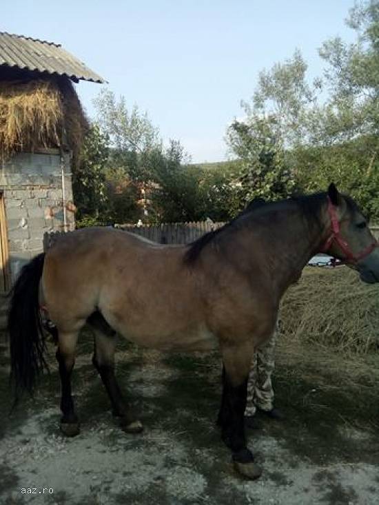Vand Cal Semi-Greu Rasa Ardeal Culoare Rosiatic Varsta 10 Ani!!! Merita Vazut Pret Negociabil Se Ofe