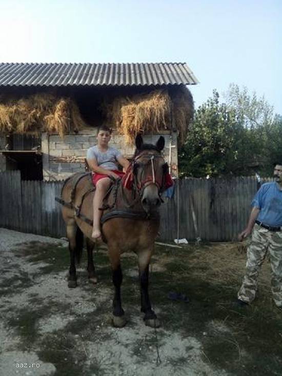 Vand Cal Semi-Greu Rasa Ardeal Culoare Rosiatic Varsta 10 Ani!!! Merita Vazut Pret Negociabil Se Ofe