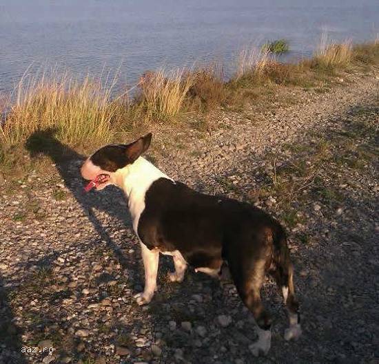 Adoptie bull terrier