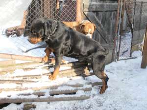 rottweiler de vanzare-URGENT
