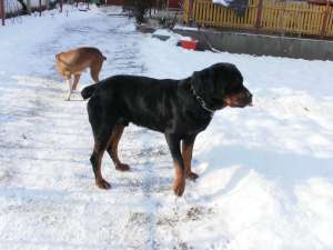 rottweiler de vanzare-URGENT