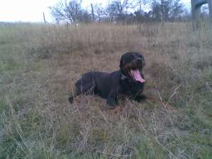 rottweiler de vanzare-URGENT