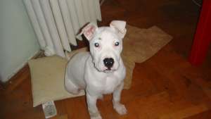 Dog Argentinian
