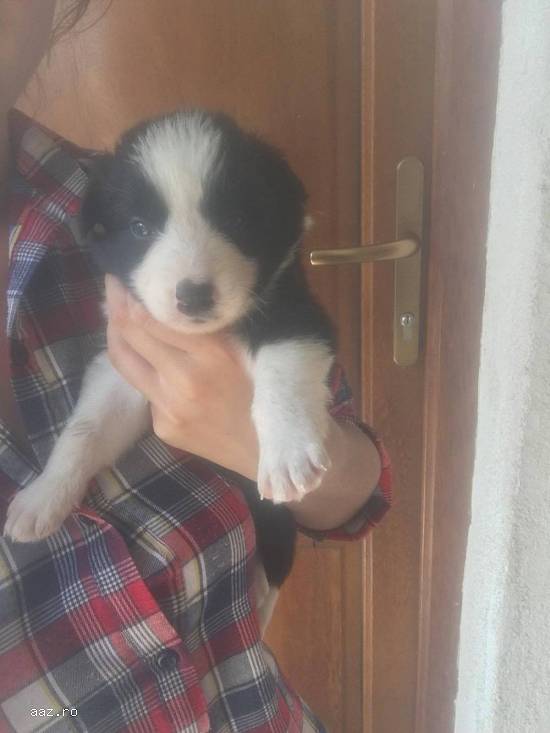 border collie