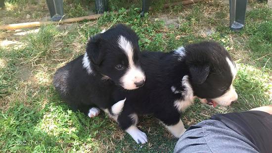 border collie