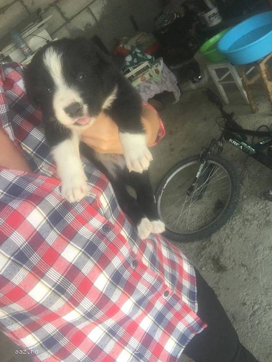 border collie