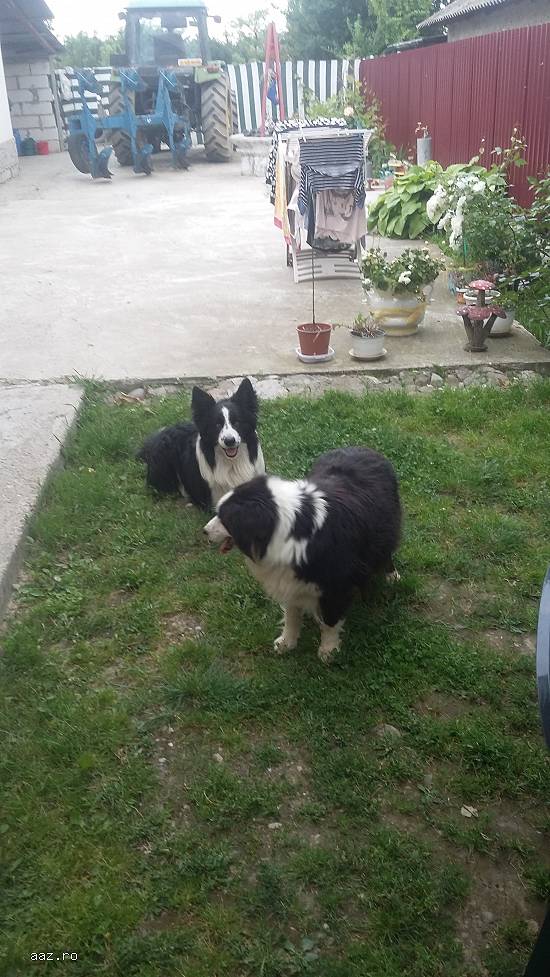 border collie