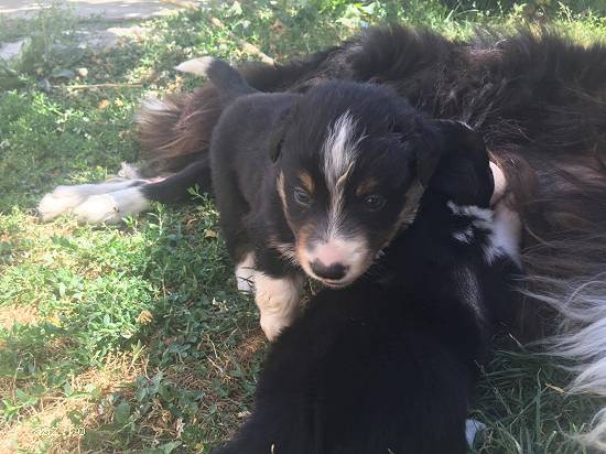 border collie