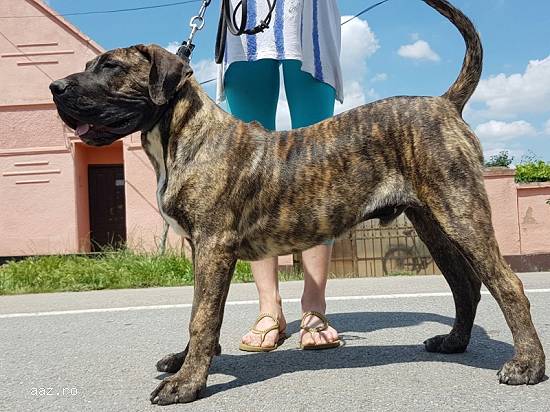 Perro de Presa Canario masculi 7 luni