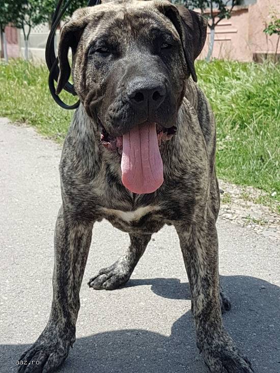 Perro de Presa Canario masculi 7 luni