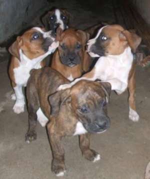 Vand pui boxer german
