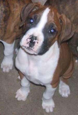 Vand pui boxer german