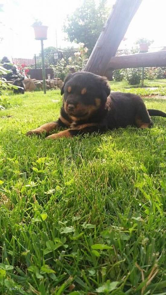 Rottweiler pui