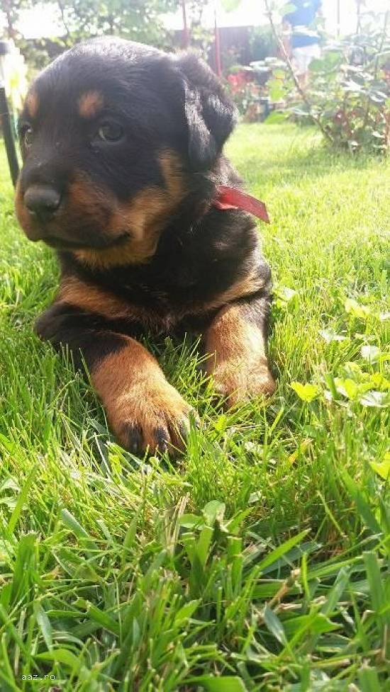 Rottweiler pui