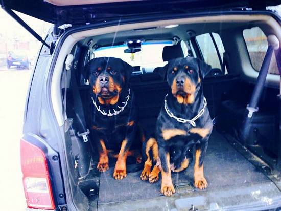 Rottweiler pui