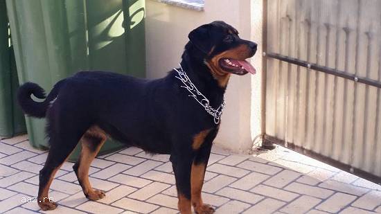 Rottweiler pui