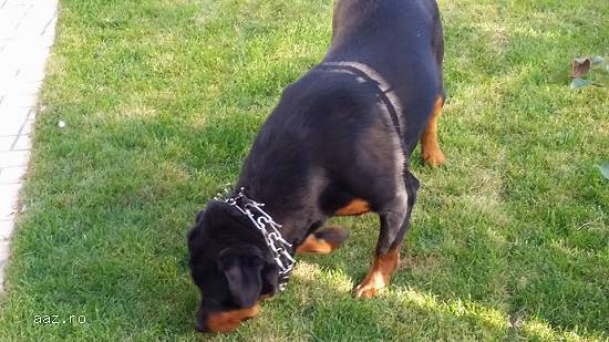 Rottweiler pui