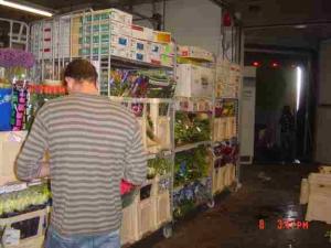 Flori taiate,   plante la ghiveci direct din Olanda