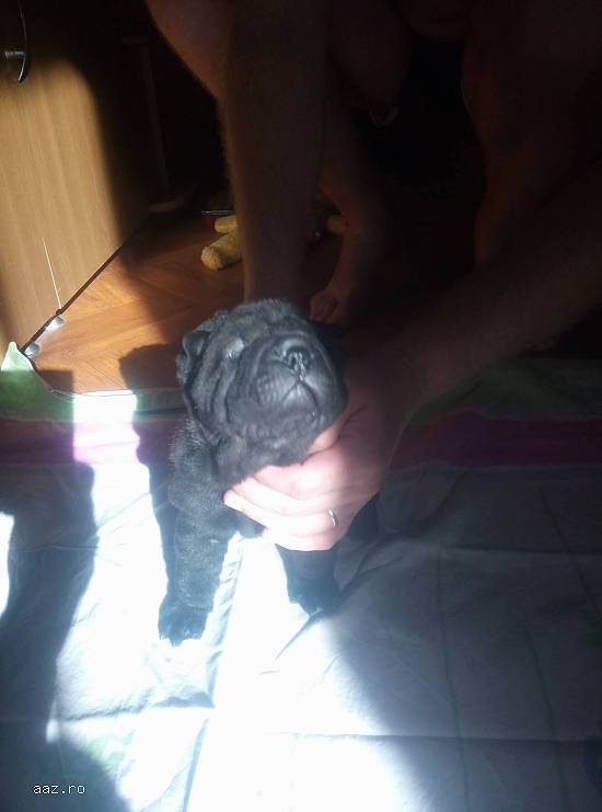 Pui shar-pei cu pedigree, disponibili.