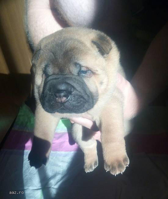 Pui shar-pei cu pedigree, disponibili.