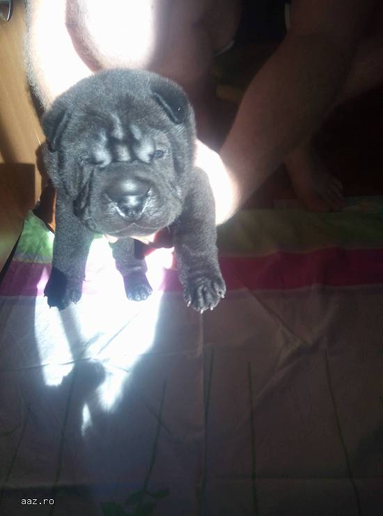 Pui shar-pei cu pedigree, disponibili.