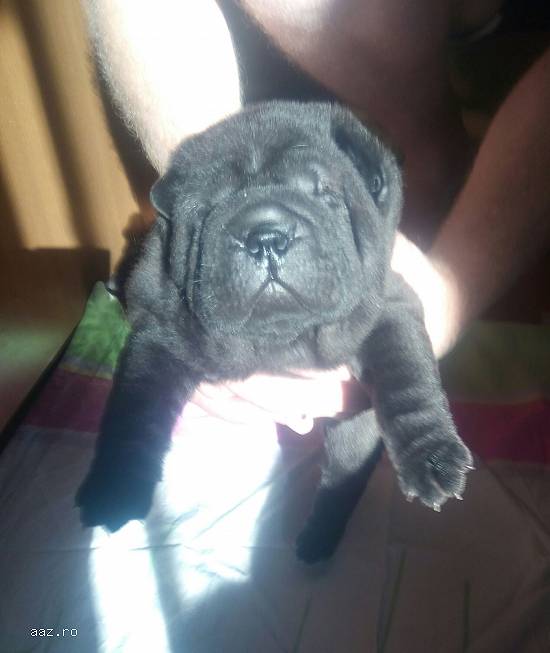 Pui shar-pei cu pedigree, disponibili.
