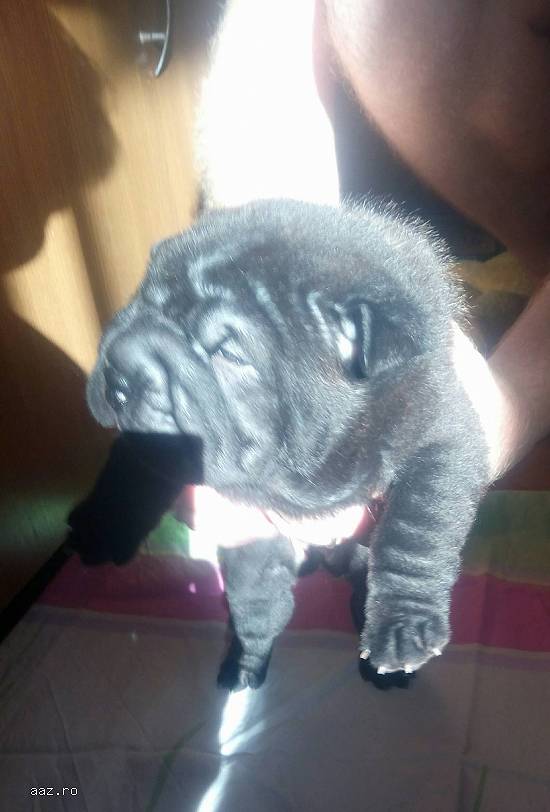 Pui shar-pei cu pedigree, disponibili.