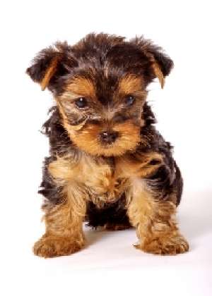 Vreau Spre Adoptie Catel Talie Mica   Chiuwawa  sau Yorckshier terrier sau Bulldog Francez