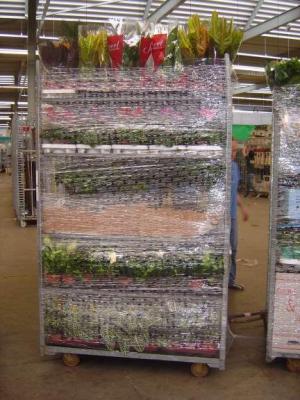 Flori taiate,   plante la ghiveci direct din Olanda
