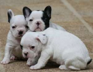 Vreau Spre Adoptie Catel Talie Mica   Chiuwawa  sau Yorckshier terrier sau Bulldog Francez