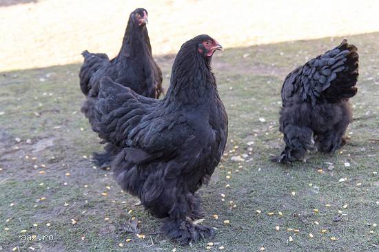gaini brahma albastru si brahma negru
