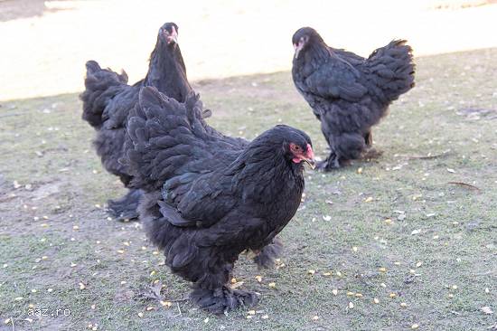 gaini brahma albastru si brahma negru