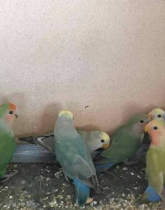 Vand pui agapornis.(Pasarea iubiri)