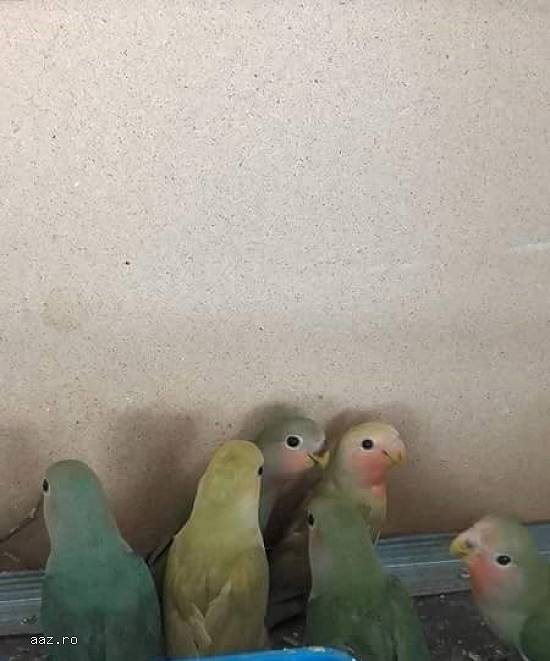 Vand pui agapornis.(Pasarea iubiri)