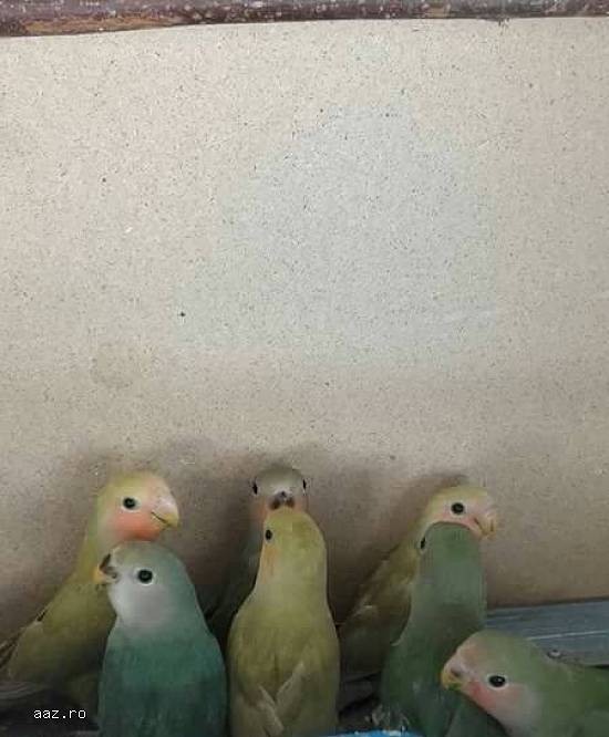 Vand pui agapornis.(Pasarea iubiri)
